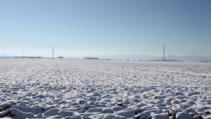 ПрофНиколай Ценов Опасенията от измръзване на есенниците са несъстоятелни