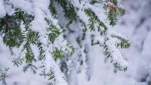 Времето на 18 януари Облачно със снеговалежи