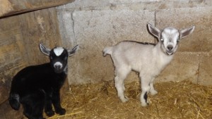 Нови бебета във варненския зоопарк СНИМКИ