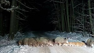 Стадо диви свине се засели край Св Константин