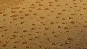 Приказните кръгове една от найголемите загадки на природата СНИМКИ ВИДЕО