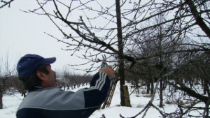 Извършава се резитба за оформяне на короните на дърветата в