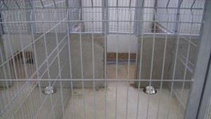 Предлагат увеличение на таксите за евтаназия и залавяне на куче