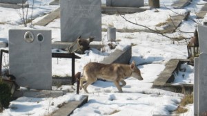 Преасфалтират гробищният парк в Дупница