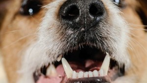 Кучета разкъсаха възрастна жена в Козловец