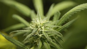 Германия разреши употребата на канабиса за медицински нужди