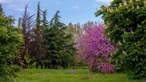 Нова паспортизация описа още 1500 дървета в парк Бедечка