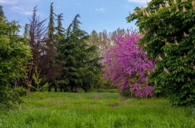 Нова паспортизация описа още 1500 дървета в парк "Бедечка"