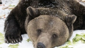 Мечките в парка край Белица спят зимен сън за първи