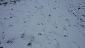 13 станаха актовете за непочистени тротоари в Шумен