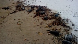 Множество птици намерени мъртви в района на Шабленското и Дуранкулашкото