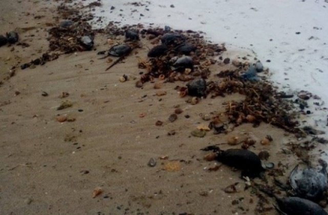 Множество птици намерени мъртви в района на Шабленското и Дуранкулашкото езеро