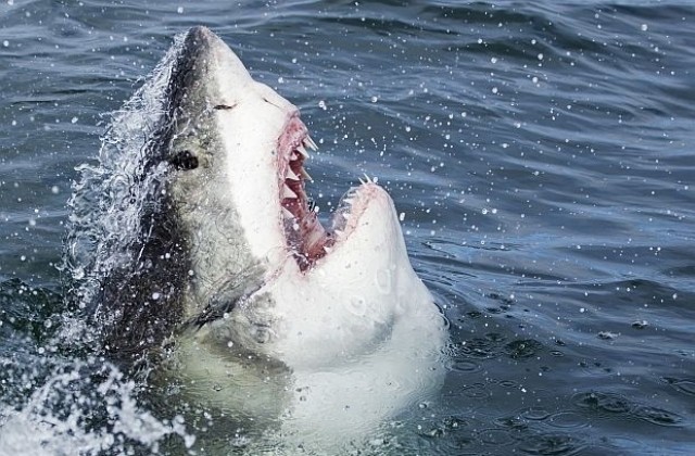 Плувец оцеля след нападение на 4-метрова акула