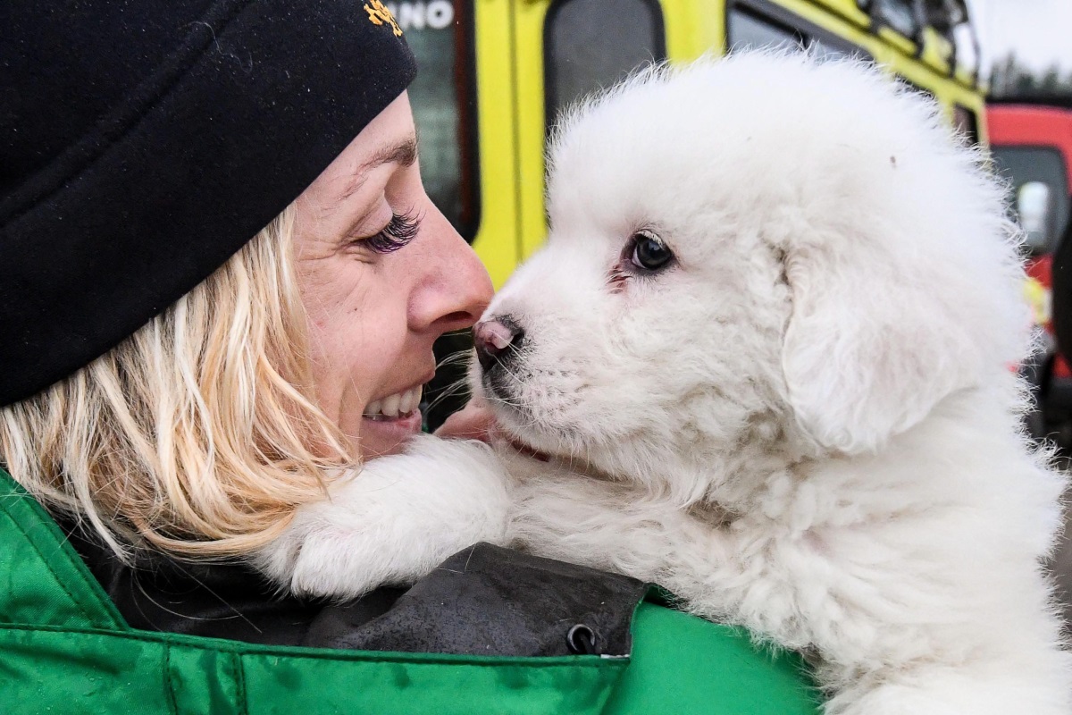 Спасителите извадиха живи три малки кученца от италианския хотел, който беше зарупан от лавина иналата седмица