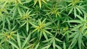 Наркотични вещества иззеха горнооряховски криминалисти