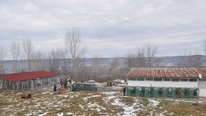 Кучешкият приют с филиал в Ушинци