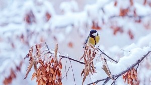 Ще отстъпи ли студът на потопло време следващата седмица
