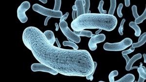 Учени създадоха полусинтетични организми