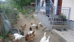 Ново огнище на птичи грип откриха в Пазарджишко