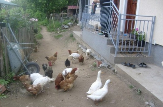 Ново огнище на птичи грип откриха в Пазарджишко