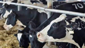 Животновъди заплашиха с протести ако не се променят спорни за