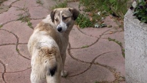  Призовават притежателите на кучета да ги записват 