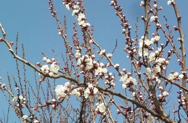 Ще ядем ли напролет български череши?