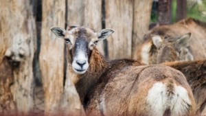Зоопаркът посреща партньор за ламата Матилда