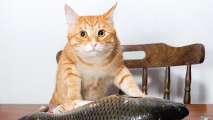 Учени съветват да си набавяме омега3 мастни киселини с риба