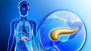 Учени отгледаха панкреас от стволови клетки