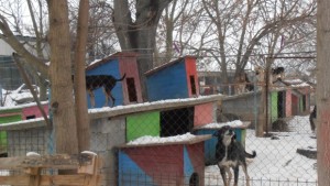 Военен кове къщички за бездомни кучета предприемач дарява палета за