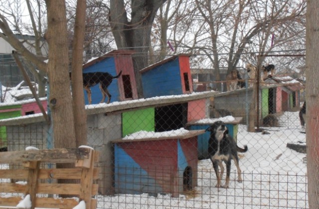 Военен кове къщички за бездомни кучета, предприемач дарява палета за домове