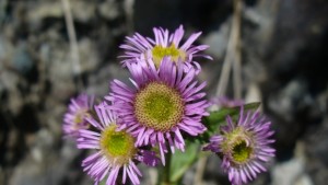 Нови видове висши растения са установени в Национален парк Централен