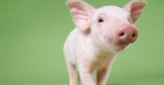 Бедствено положение в Област Русе заради африканската чума по свинете
