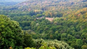 Задръжаха бракониер убил диви прасета