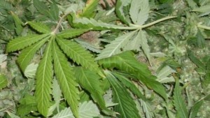 100 грама марихуана откриха у 32годишен клиент на квартално заведение