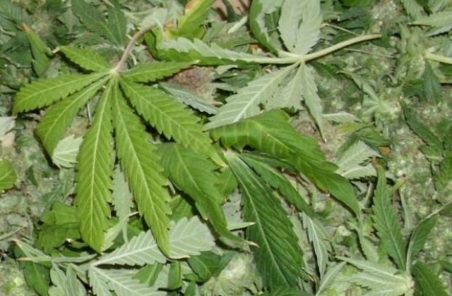 100 грама марихуана откриха у 32-годишен клиент на квартално заведение