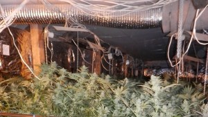 Почитатели на Mary Jane и амфетките се сдобиха с обвинения
