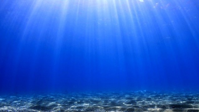 Морското дъно през обектива на подводния фотограф Пламен Вукадинов (ВИДЕО)