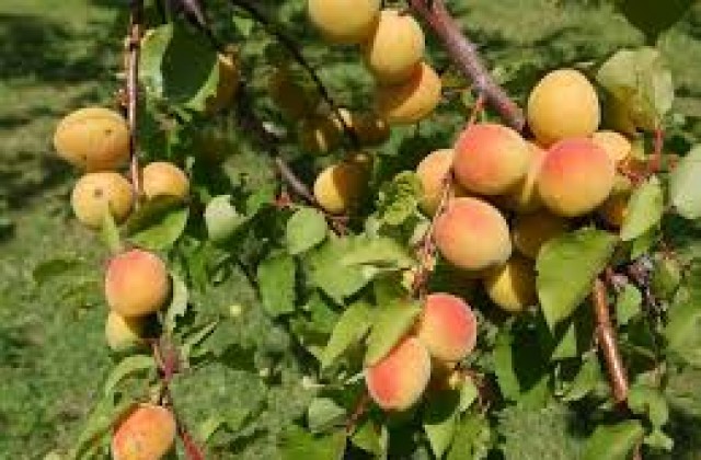 Кайсиеви насаждения