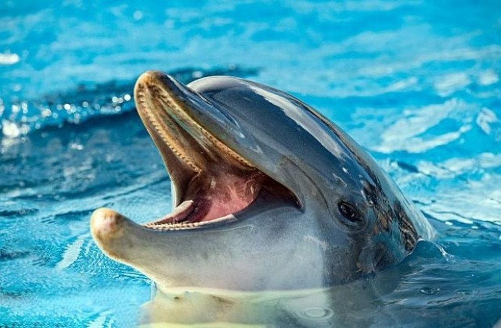 Според специалистите делфинът може да умре, ако тъканта покрие дихателния му отвор