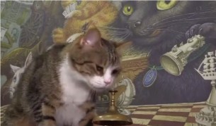 Котка пресмята математически задачи (видео)