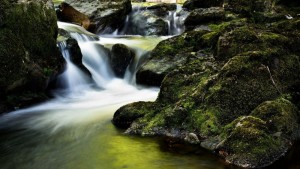 влажни зони