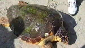 костенурка Черно море