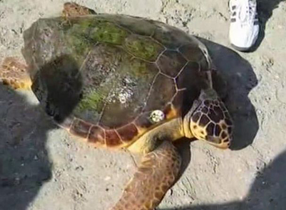 Морската костенурка от защитения вид Карета се среща изключително рядко в Черно море