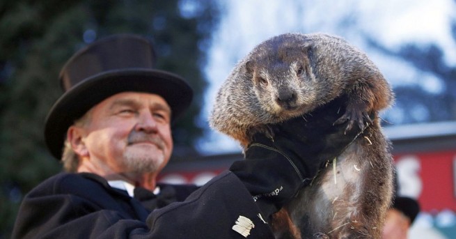 Мармотът Фил прочутият фолклорен метеоролог от градчето Пънксътоуни в