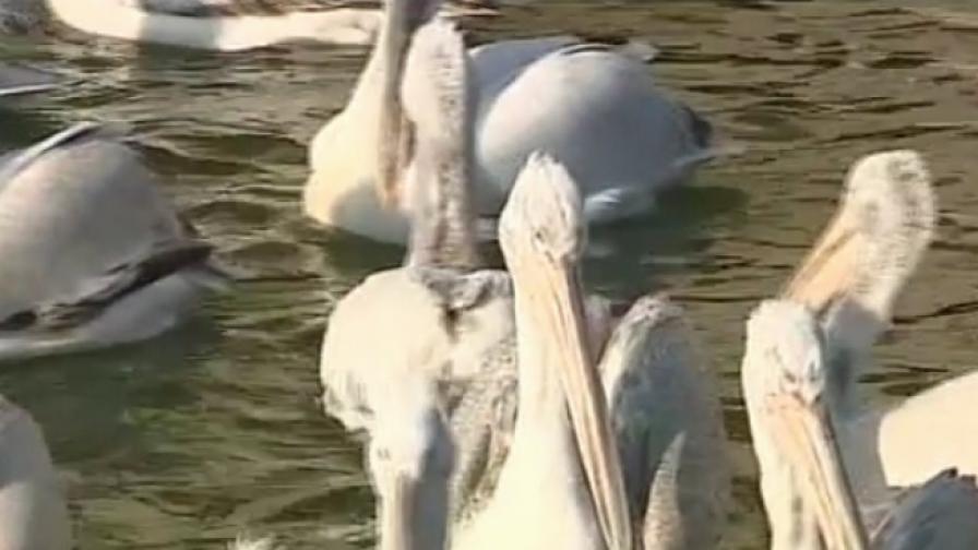 Спешна спасителна акция за пеликаните до Гълъбово