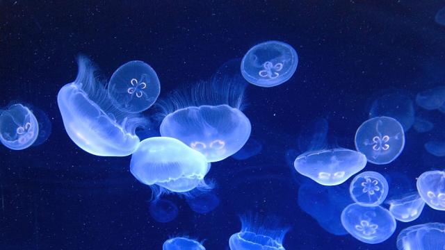 Странни медузоподобни създания са най-старите известни животни