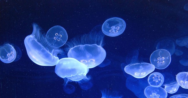 Китайски учени откриха фосил на древна медуза в скали на