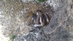 белоглав лешояд